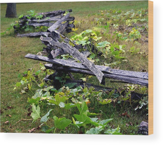 Landscape Wood Print featuring the photograph Split Rail by Marty Koch