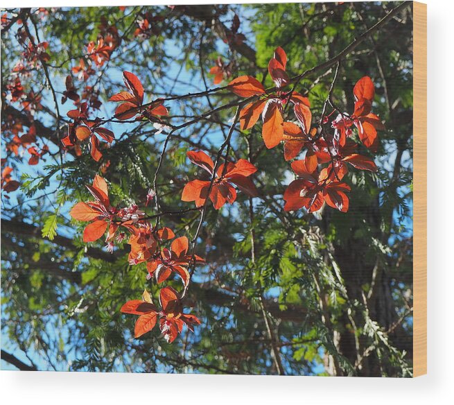 Botanical Wood Print featuring the photograph Spring Backlight by Richard Thomas