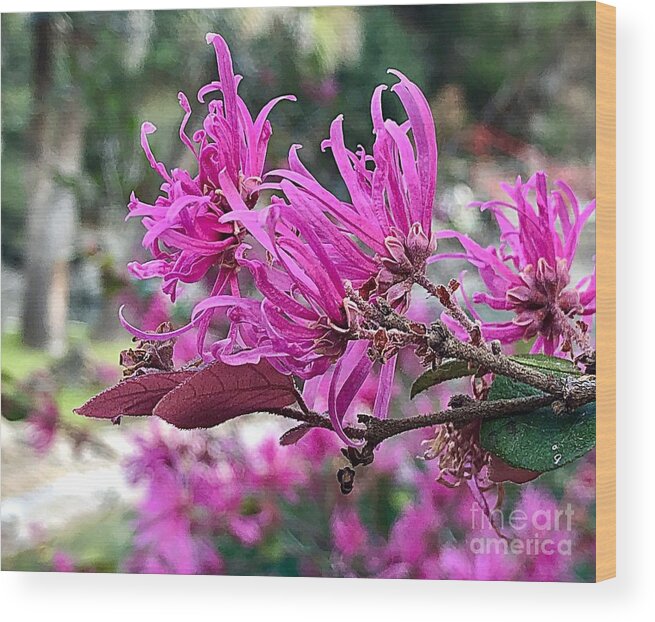 Spring Blooms Pink Wood Print featuring the photograph Spring Blooms Pink by Carol Riddle