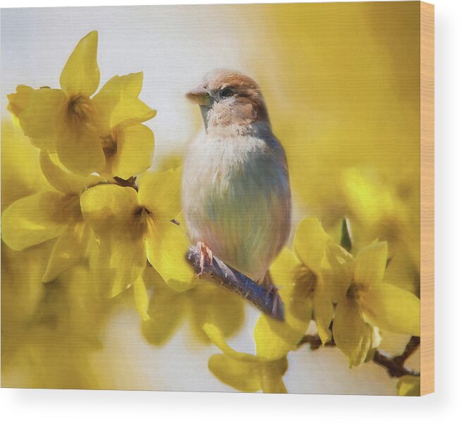 Forsythia Wood Print featuring the photograph Spring Sparrow by Cathy Kovarik