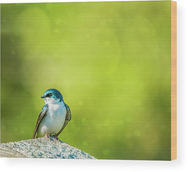 Tree Swallow Wood Print featuring the photograph Spring Swallow by Cathy Kovarik
