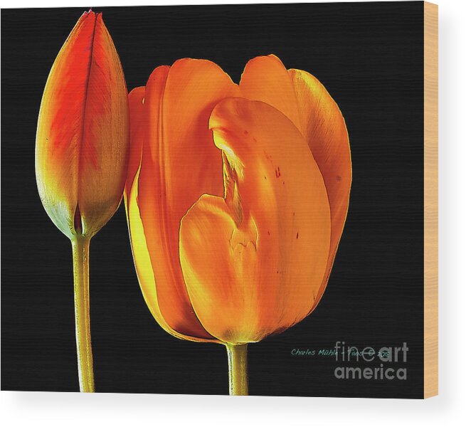 Santa Wood Print featuring the photograph Spring Tulips V by Charles Muhle