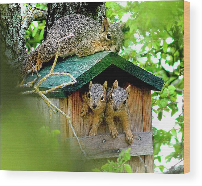 Squirrel Wood Print featuring the photograph Squirrel Family Portrait by Ted Keller