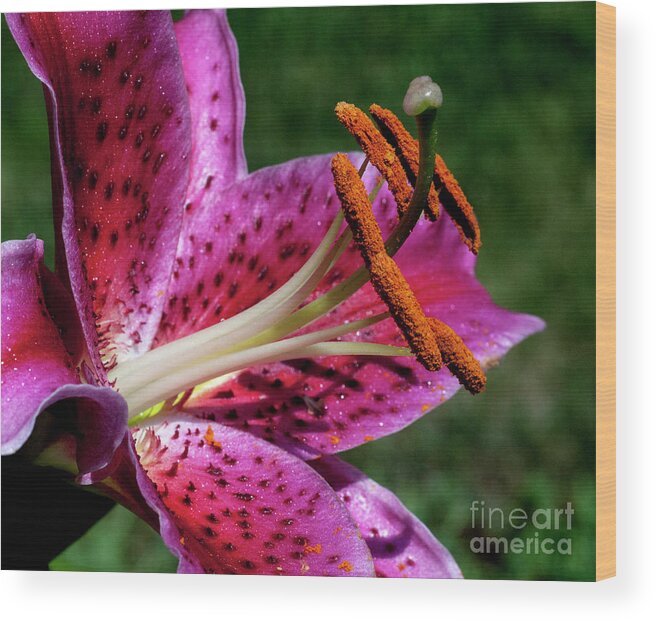 Lily Wood Print featuring the photograph StarFire by Doug Norkum