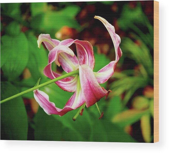 Stargazer Lily Pink White Green Spots Floating Spacial Flower Garden Nature Tall Slender Joyful Movement Fluid Curled Petals Bright Star Shape Shooting Reaching Wood Print featuring the photograph Stargazer by Alida M Haslett