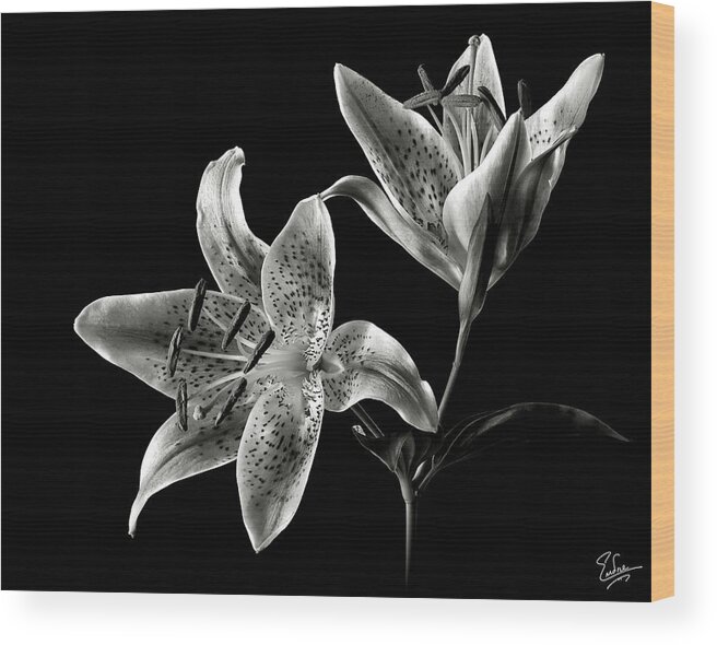 Flower Wood Print featuring the photograph Stargazer Lily in Black and White by Endre Balogh