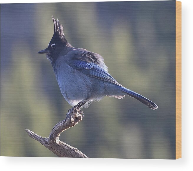 Stellars Jay Wood Print featuring the photograph Stellar's Jay by Ben Foster