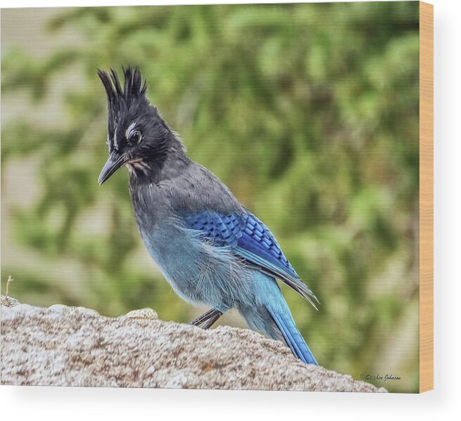 Steller's Jay Wood Print featuring the photograph Steller's Jay on Granite by Stephen Johnson