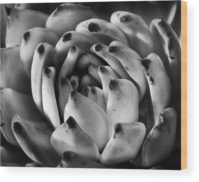 Succulent Wood Print featuring the photograph Succulent Petals Black and White by Kelley King