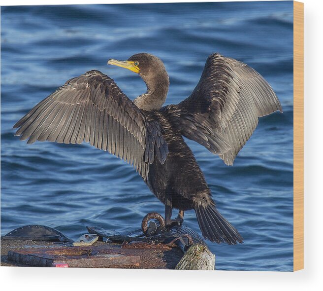  Double-crested Cormorant Wood Print featuring the photograph Sundrying Cormorant by Carl Olsen