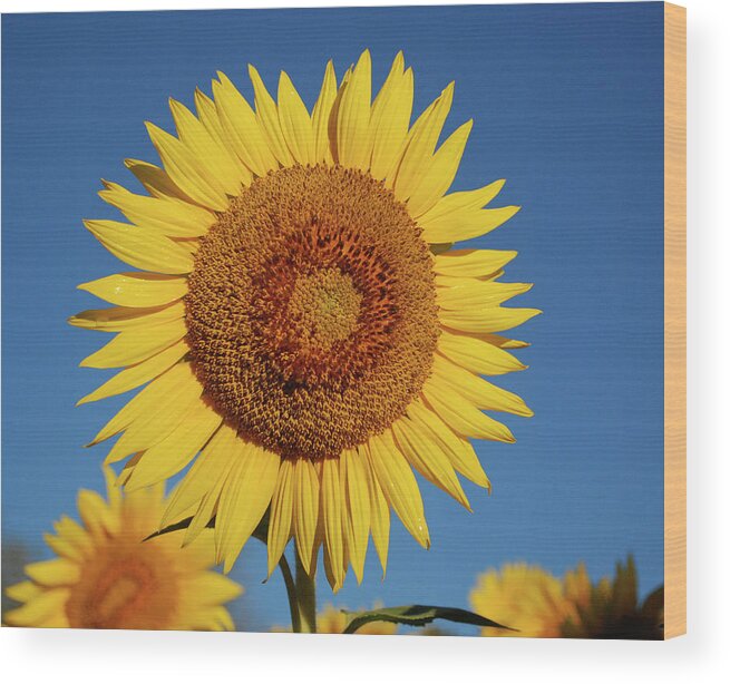 Sunflower Wood Print featuring the photograph Sunflower and Blue Sky by Nancy Landry