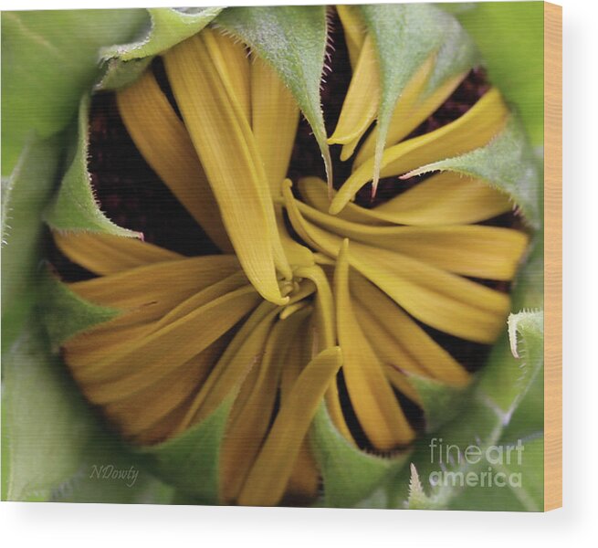 Sunflower Bud Wood Print featuring the photograph Sunflower Bud by Natalie Dowty