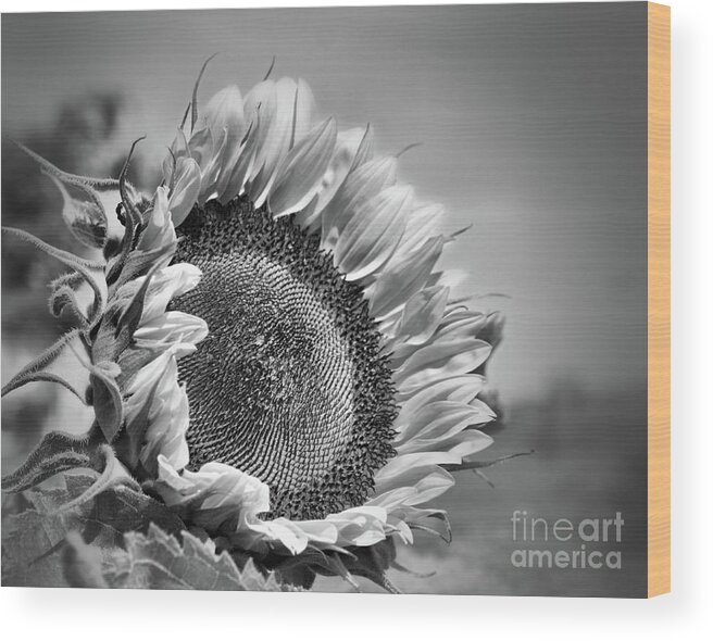 Sunflower Wood Print featuring the photograph Sunflower In Black And White by Smilin Eyes Treasures