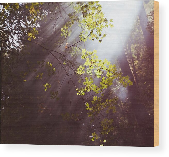  Tree Wood Print featuring the photograph Sunlit beauty by Lora Lee Chapman