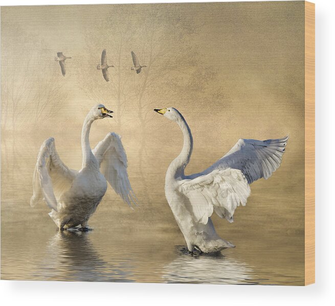 Swans Wood Print featuring the photograph Sunset squabble by Brian Tarr
