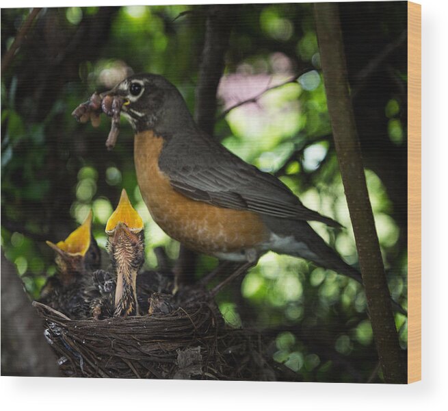 Animal Wood Print featuring the photograph Supper Time by Chris Bordeleau