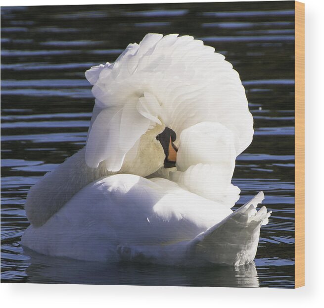 Swan Wood Print featuring the photograph Swan Prince by Cathy Donohoue