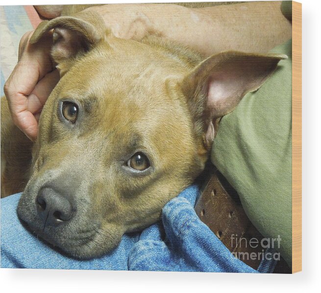 Pit Wood Print featuring the photograph Sweet Pit Bull . Face of Love by Renee Trenholm