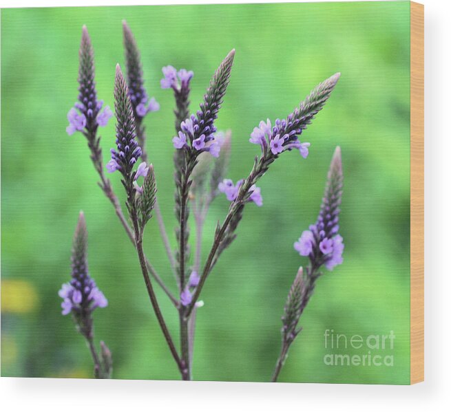 Flower Wood Print featuring the photograph Sweet Vervain by Smilin Eyes Treasures