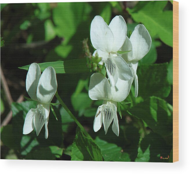 Violet Family Wood Print featuring the photograph Sweet White Violets DSPF0405 by Gerry Gantt