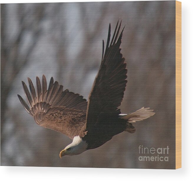 Related Tags: Eagle Artwork Wood Print featuring the photograph Taking Aim on Lunch by Robert Pearson