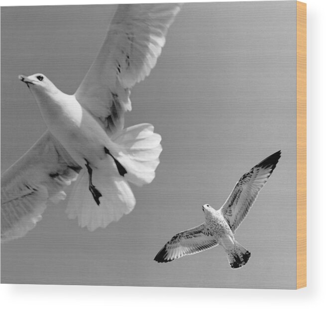 Taking Flight Wood Print featuring the photograph Taking Flight by Kris Rasmusson
