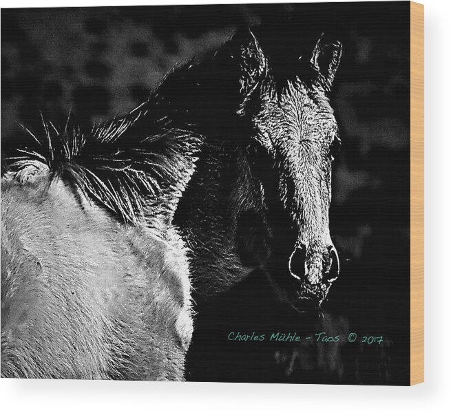  Taos Wood Print featuring the photograph Taos Pony in B-W by Charles Muhle