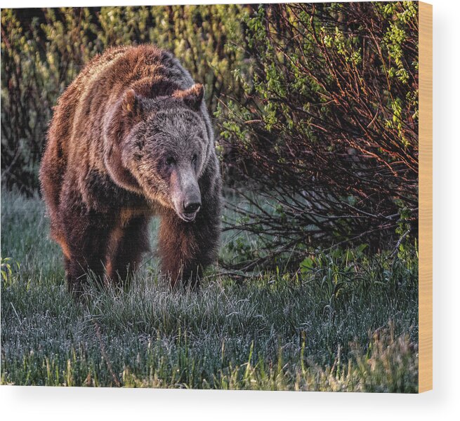 Grizzly Bear Wood Print featuring the photograph Teton Grizzly by Michael Ash