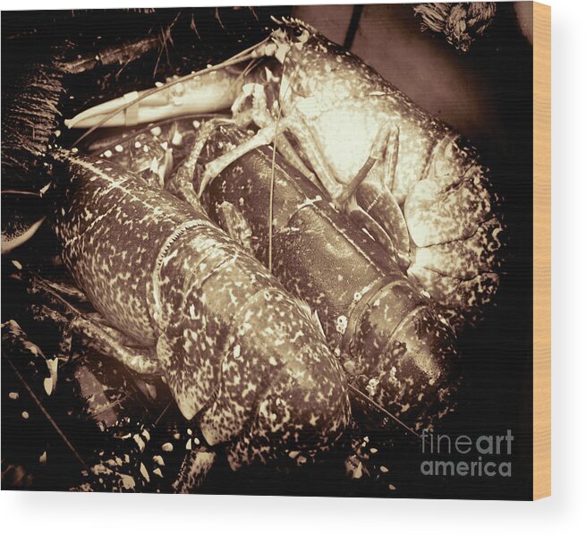 Lobster Wood Print featuring the photograph The Catch by Stephen Melia