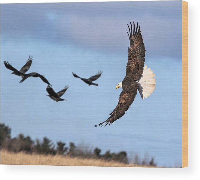 Eagle Wood Print featuring the photograph The Chase by John G Schickler
