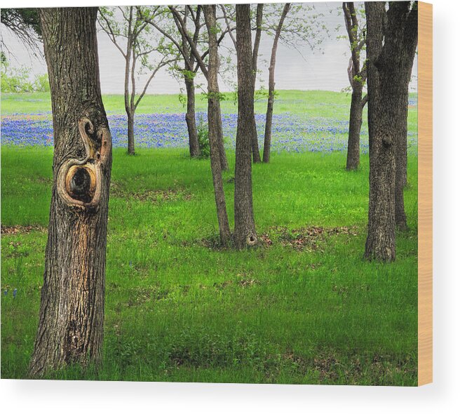 Bluebonnet Wood Print featuring the photograph The Enchanted Forest by David and Carol Kelly
