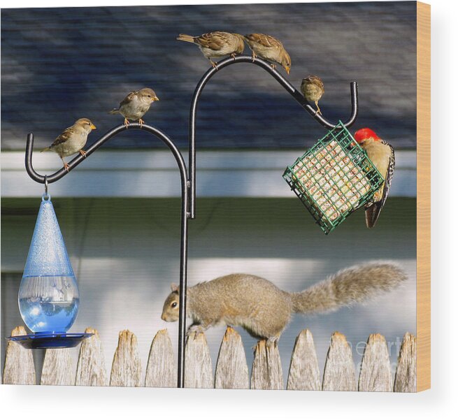 Birds Wood Print featuring the photograph The Epitome of Patience and Sharing by Lori Lafargue