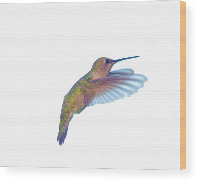 Birds Wood Print featuring the photograph The grace of a hummingbird by Jeff Swan