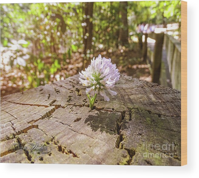 Photoshop Wood Print featuring the photograph The Last of Summer by Melissa Messick