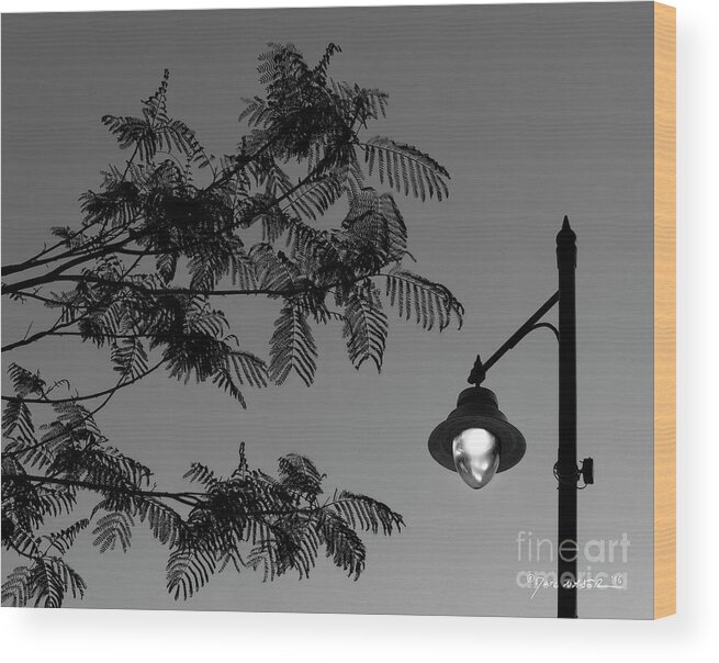 Street Lamp Wood Print featuring the photograph The Locust Tree and the Street Lamp by Marc Nader