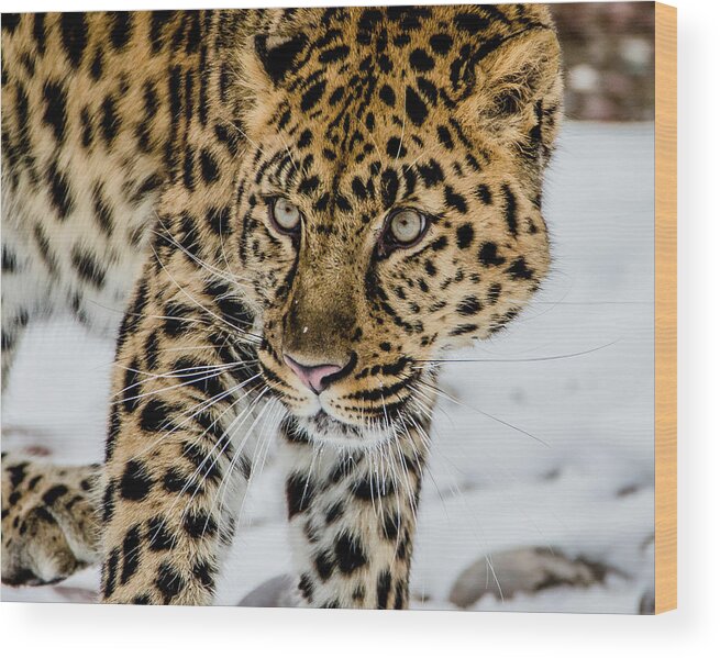 Amur Leopard Wood Print featuring the photograph The Look by Teresa Wilson