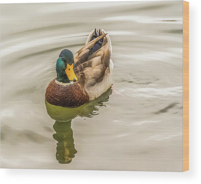 Mallard Duck Wood Print featuring the photograph The Mallard Drake by Yeates Photography