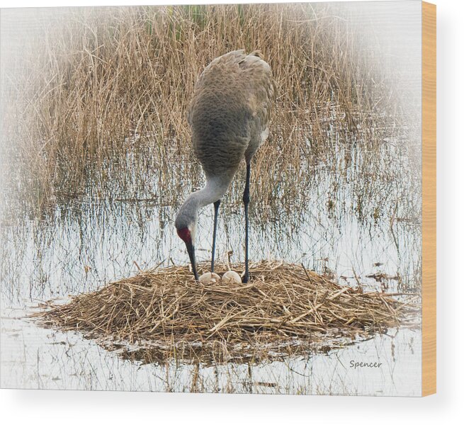 Sandhill Wood Print featuring the photograph The Nest by T Guy Spencer