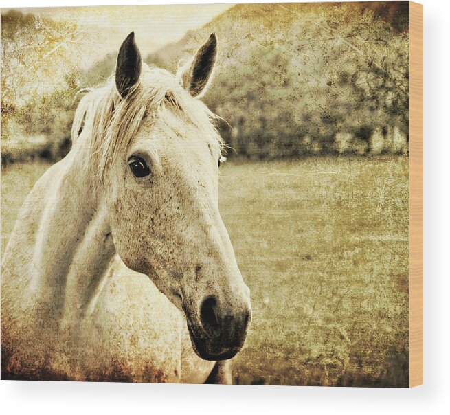 Horse Wood Print featuring the photograph The Old Grey Mare by Meirion Matthias