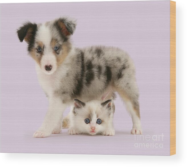 Shetland Sheepdog Wood Print featuring the photograph The Underdog by Warren Photographic