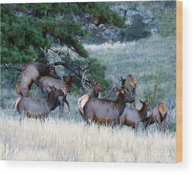 Elk Wood Print featuring the photograph The Wannabe by Jim Garrison