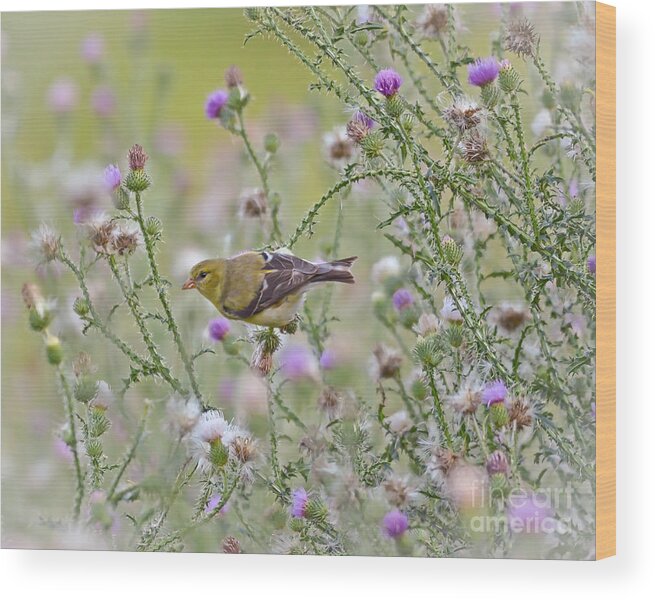 Goldfinch Wood Print featuring the photograph Thistle Bender by Kerri Farley