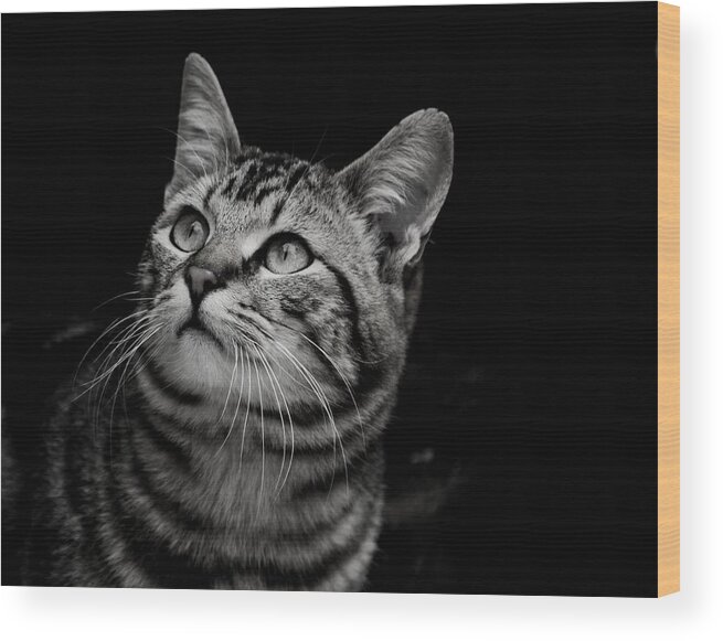 Cats Wood Print featuring the photograph Thoughtful Tabby by Chriss Pagani