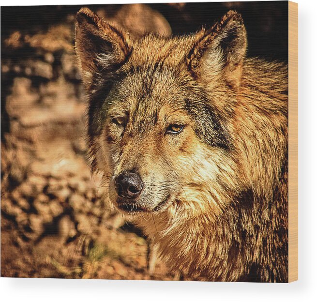 Wolf Wood Print featuring the photograph Thoughts by Mike Stephens