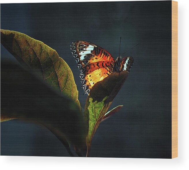 Butterfly Wood Print featuring the photograph Leopard Lacewing Butterfly In A Sunbeam by Bill Swartwout