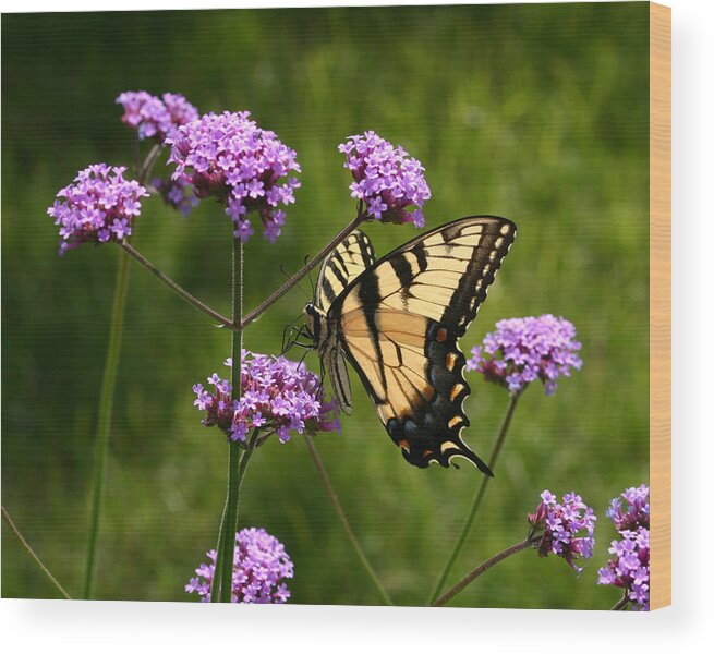 Butterfly Wood Print featuring the photograph Tiger Swallowtail Among the Verbena by Robert E Alter Reflections of Infinity