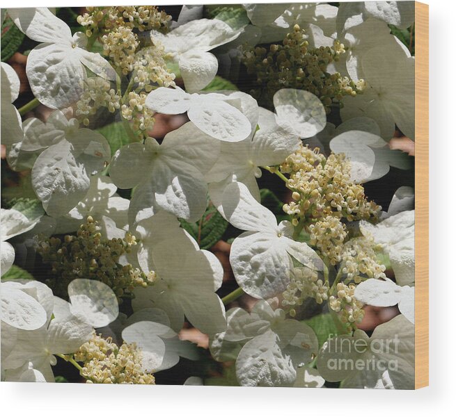 Flower Wood Print featuring the photograph Tiled White Lace Cap Hydrangeas by Smilin Eyes Treasures