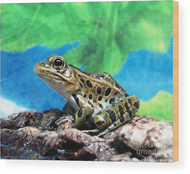 Object Wood Print featuring the photograph Tiny Frog by Dawn Gari