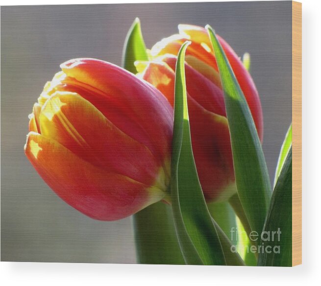 Tulips Wood Print featuring the photograph Tiptoe Through the Tulips by Lori Lafargue