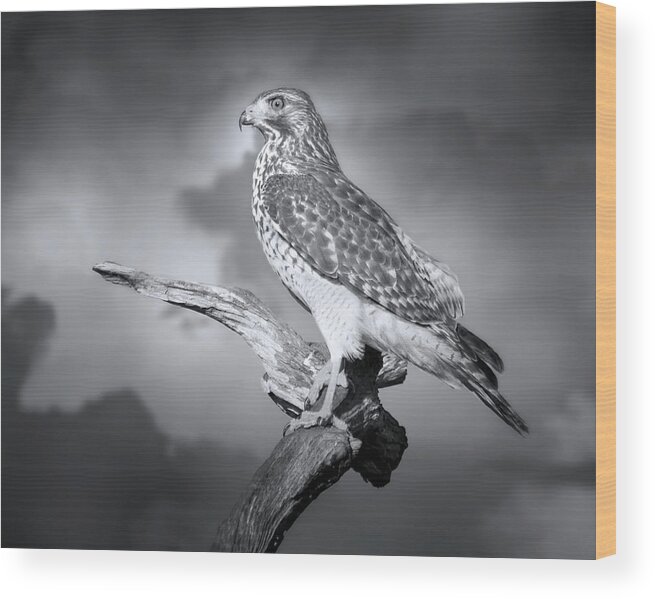 Hawk Wood Print featuring the photograph To Rule the Sky by Mark Andrew Thomas